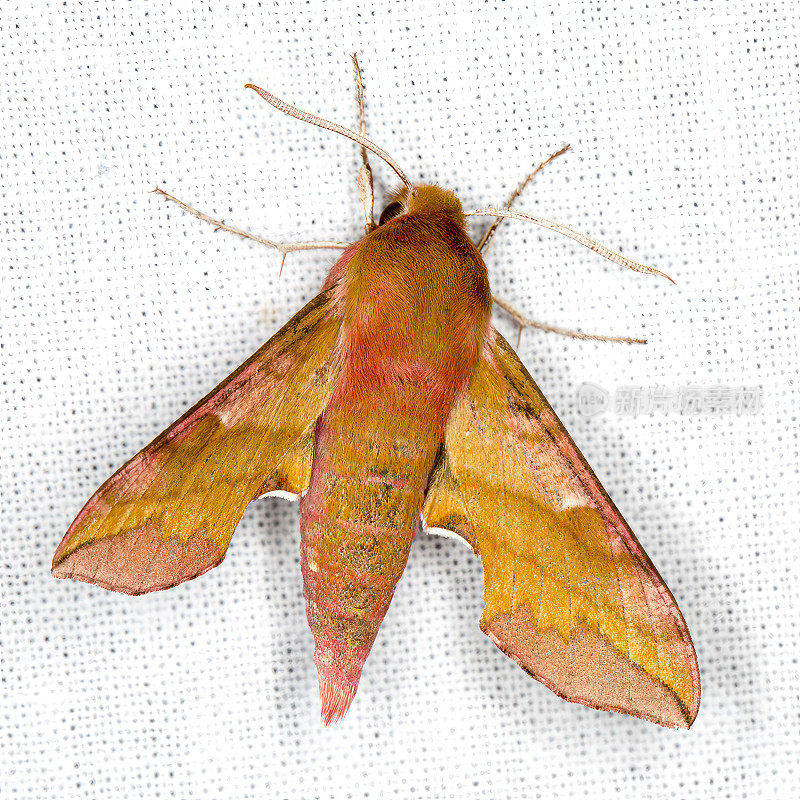 小象鹰蛾(Deilephila porcellus)